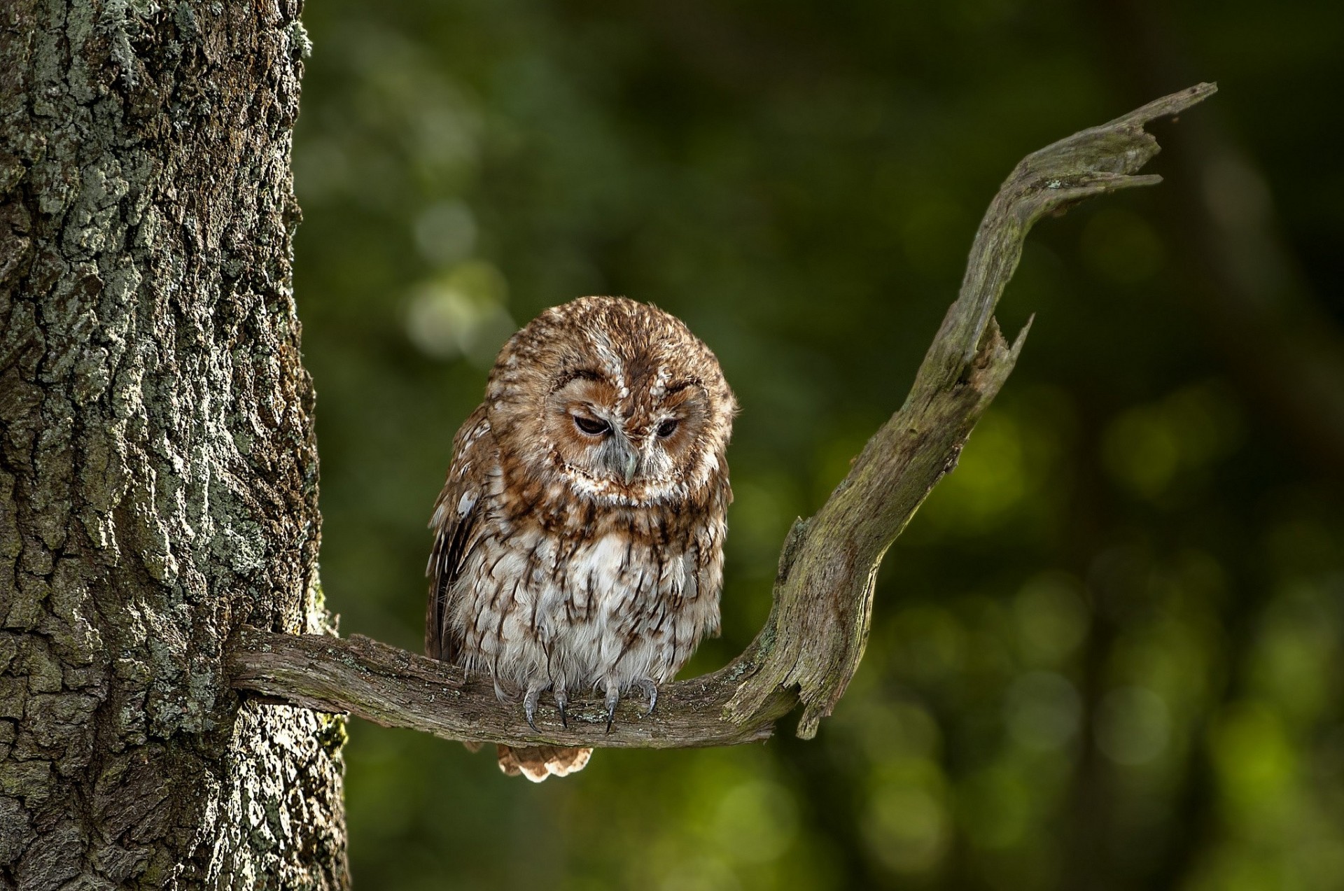 aves rama búho ojos de ámbar árbol