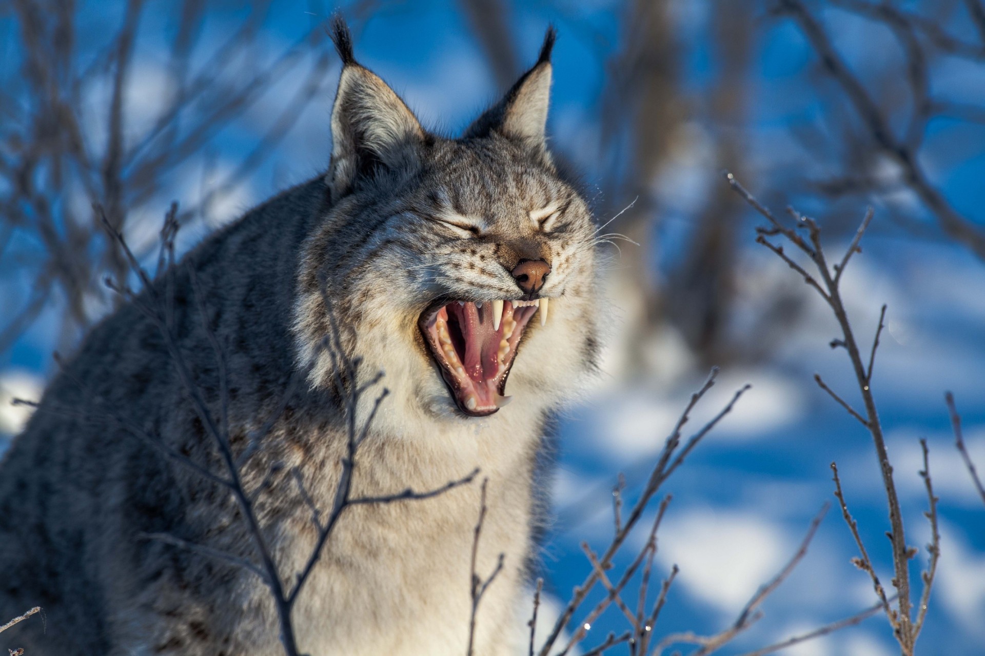 eckzähne luchs wildkatze gähnt mund