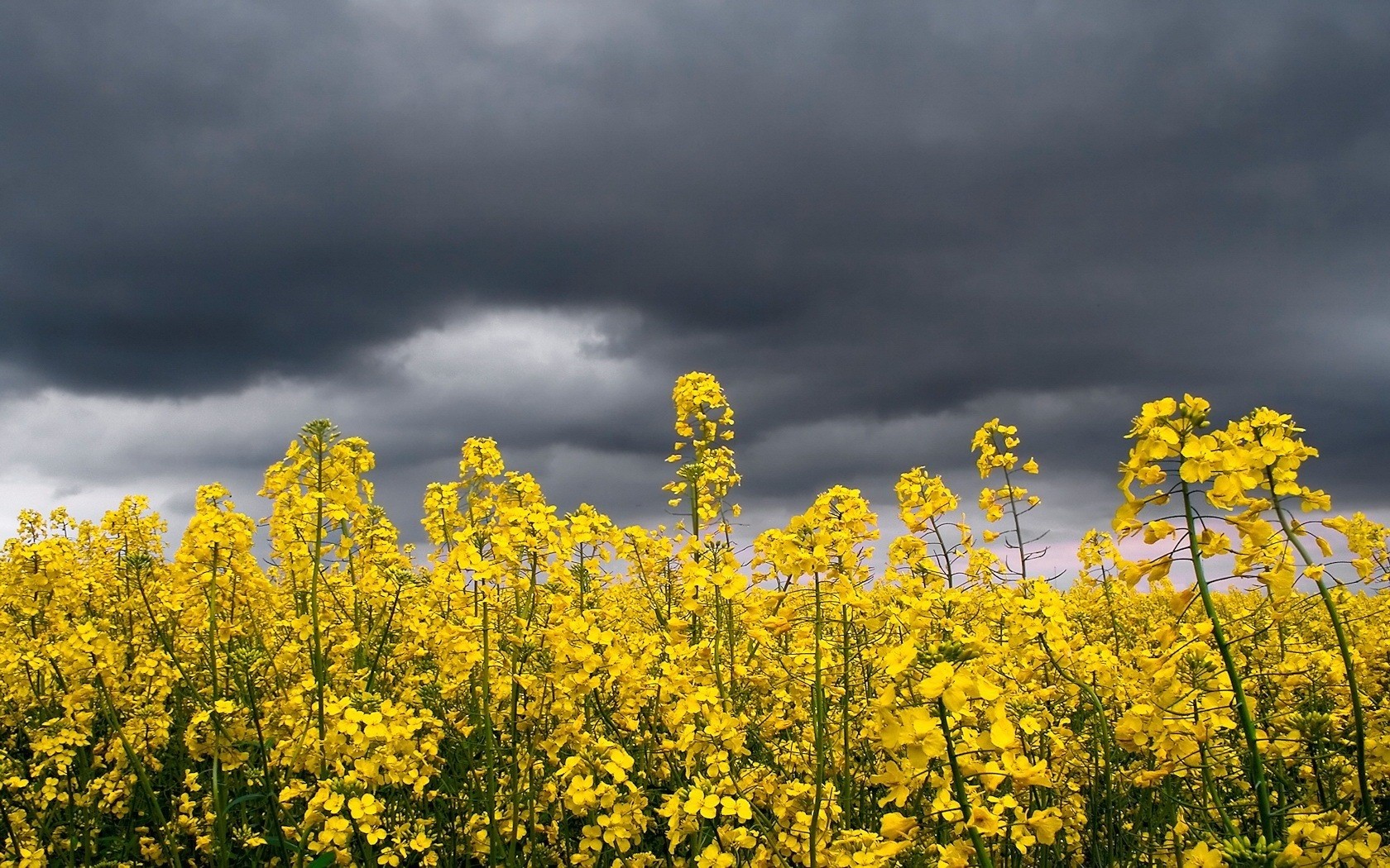 flores cielo amarillo tormenta nubes brillante