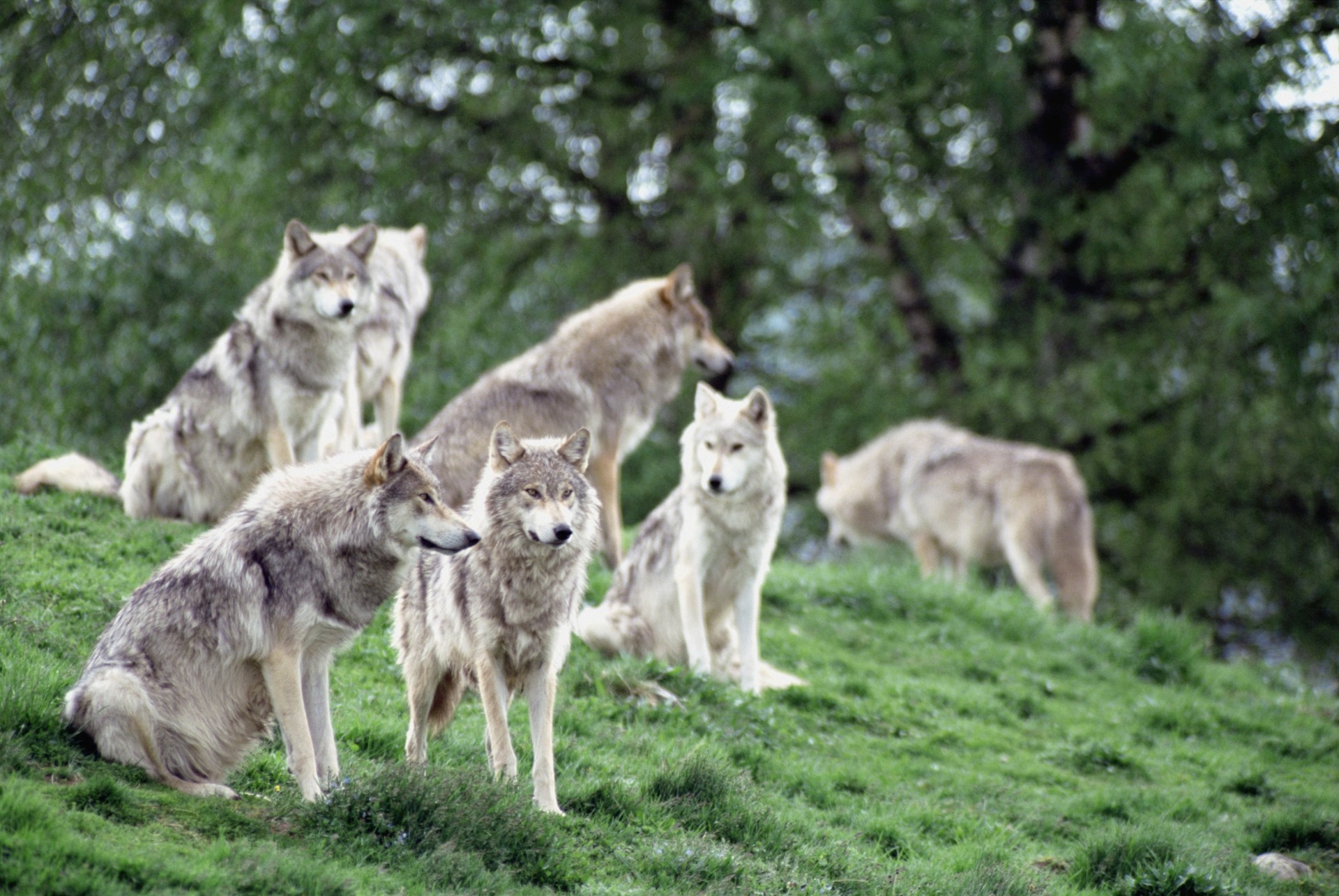 familia manada lobos