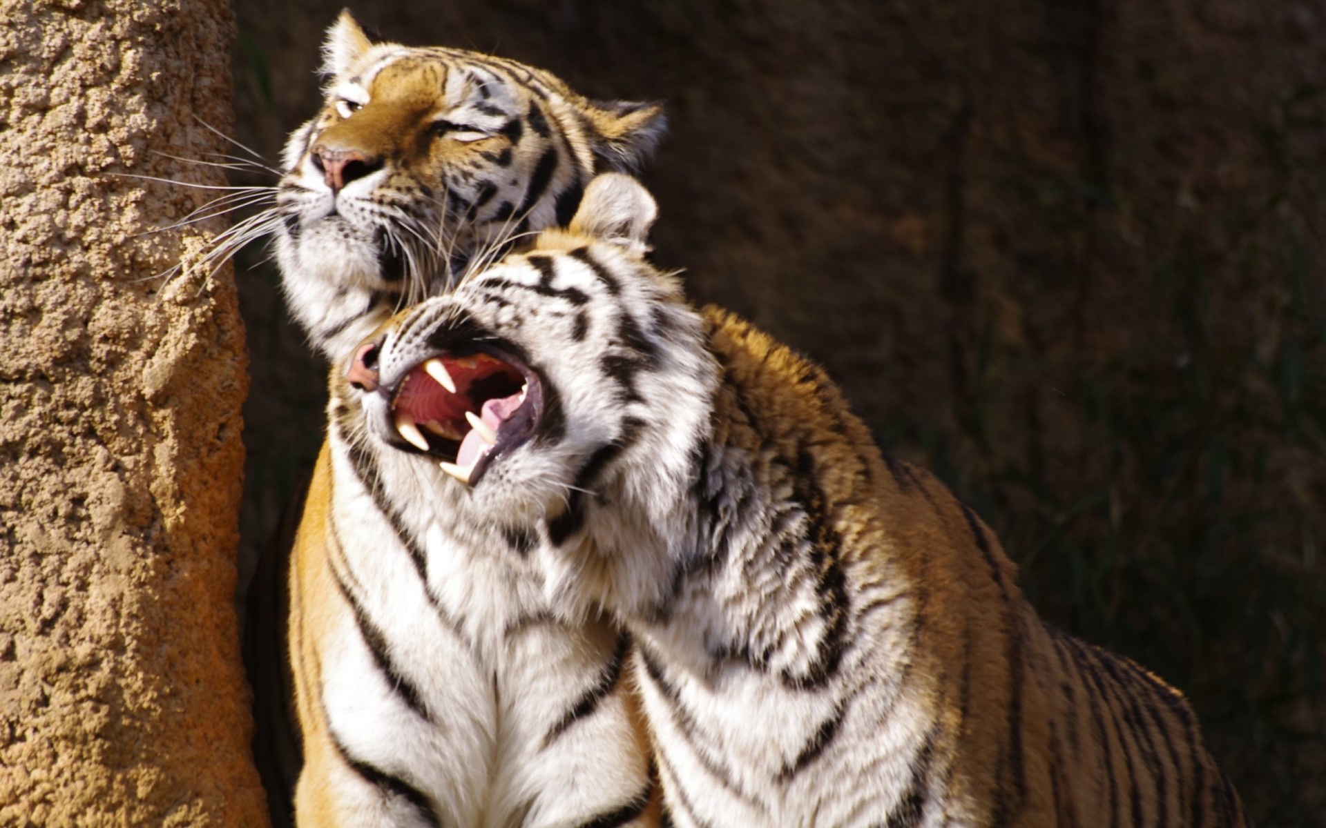 tigres sauvage animaux