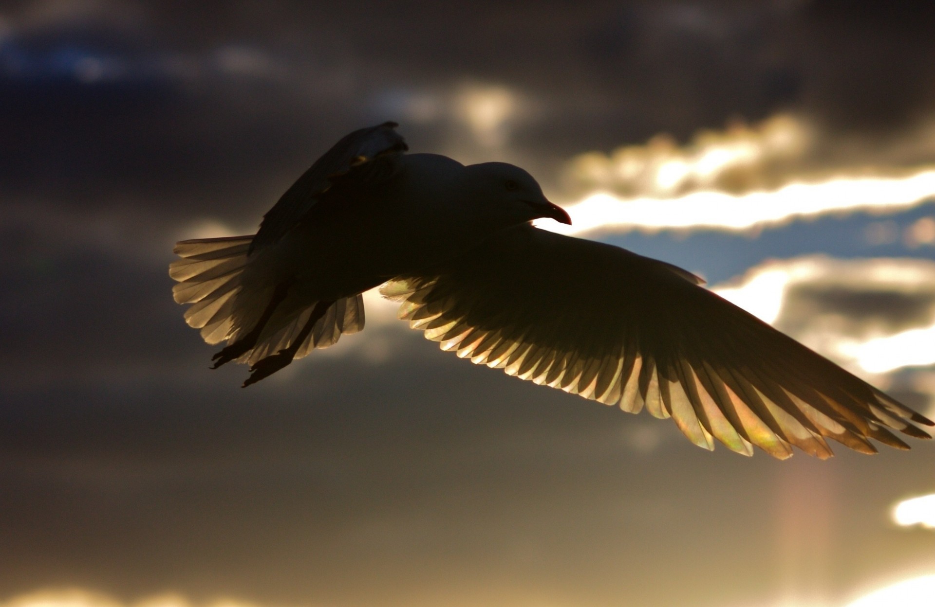 birds silhouette shadow sky