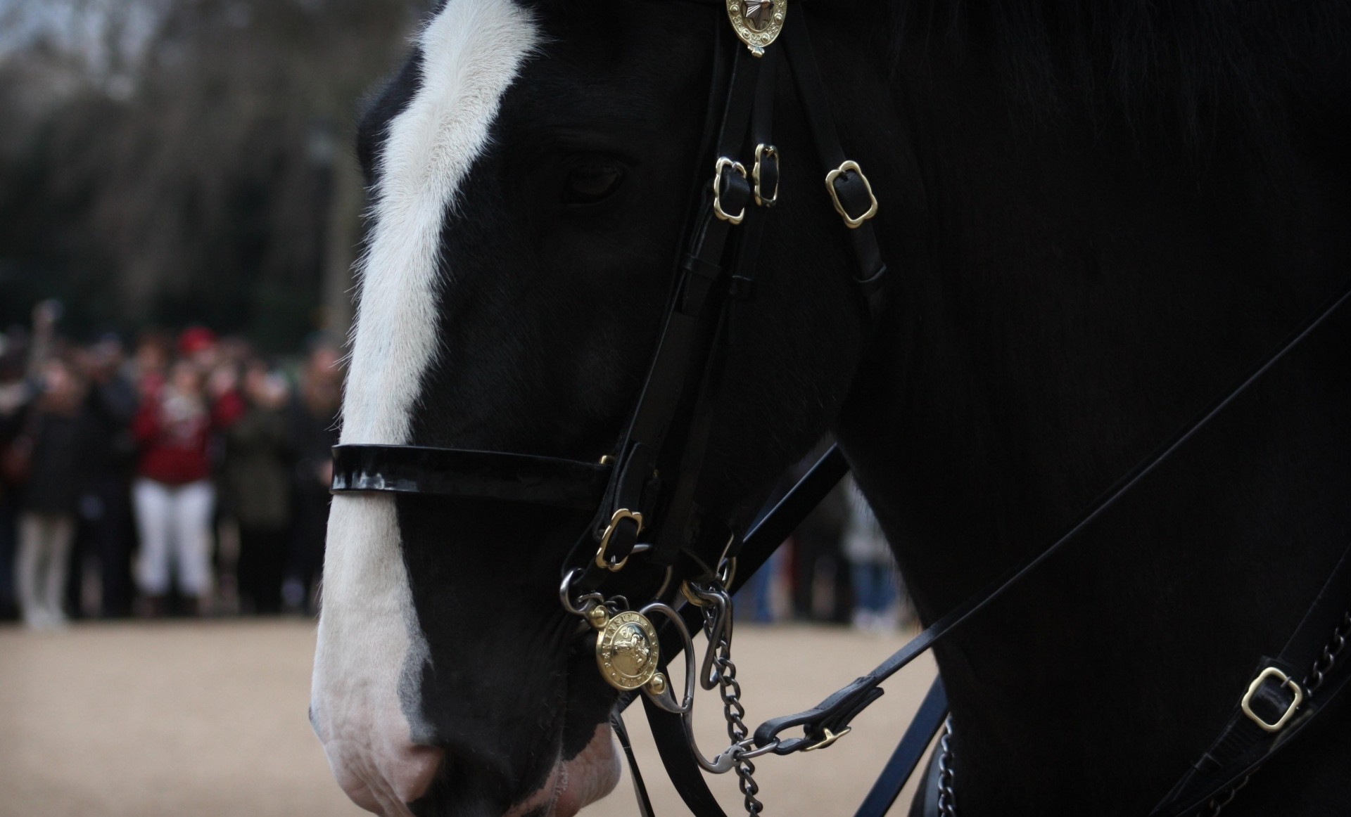 cheval dents moutons