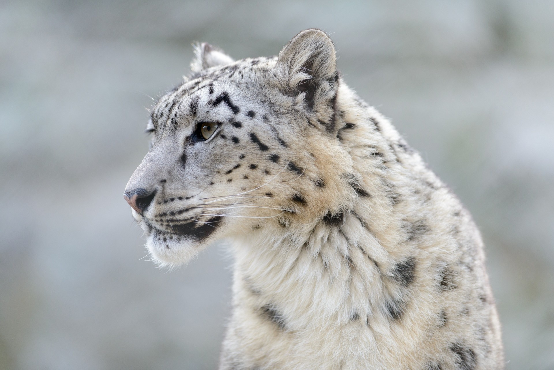 gato salvaje bestia dientes leopardo