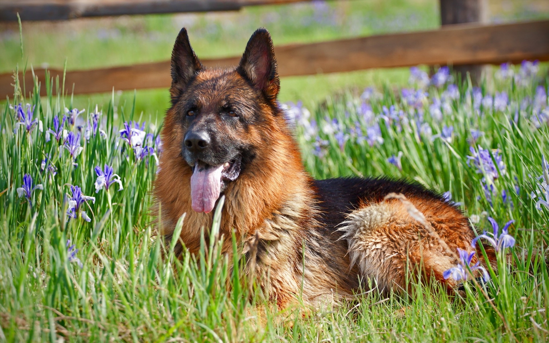 berger allemand fleurs chien