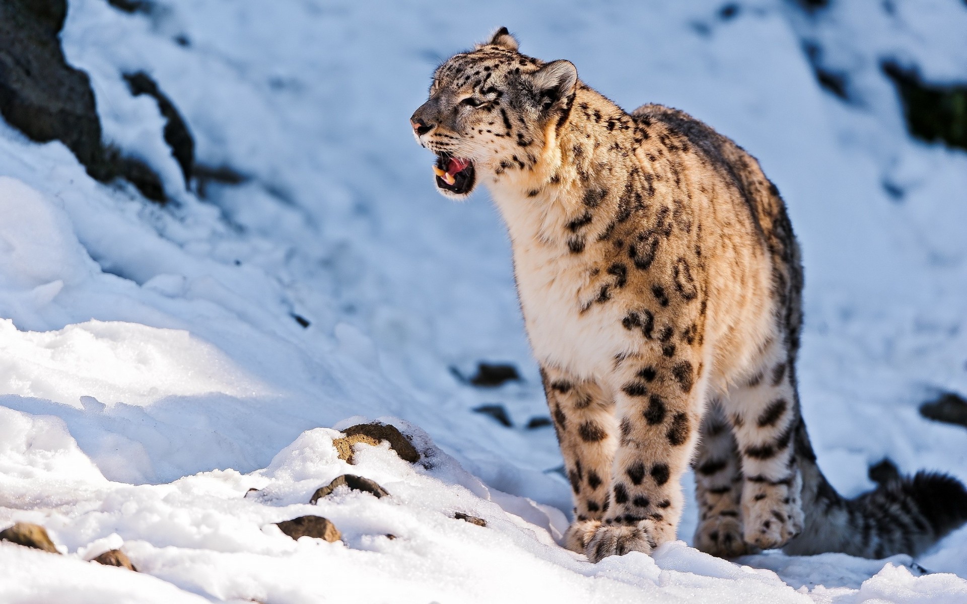 animali neve passeggiata predatore bestia