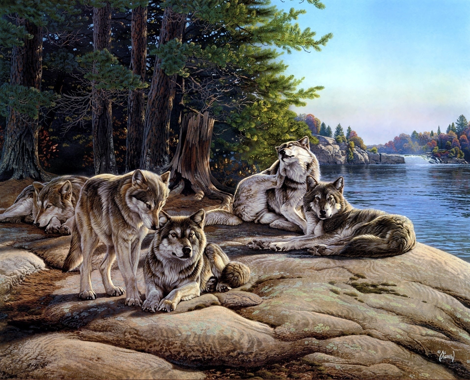 lobos pintura bandada bosque abeto ríos rocas