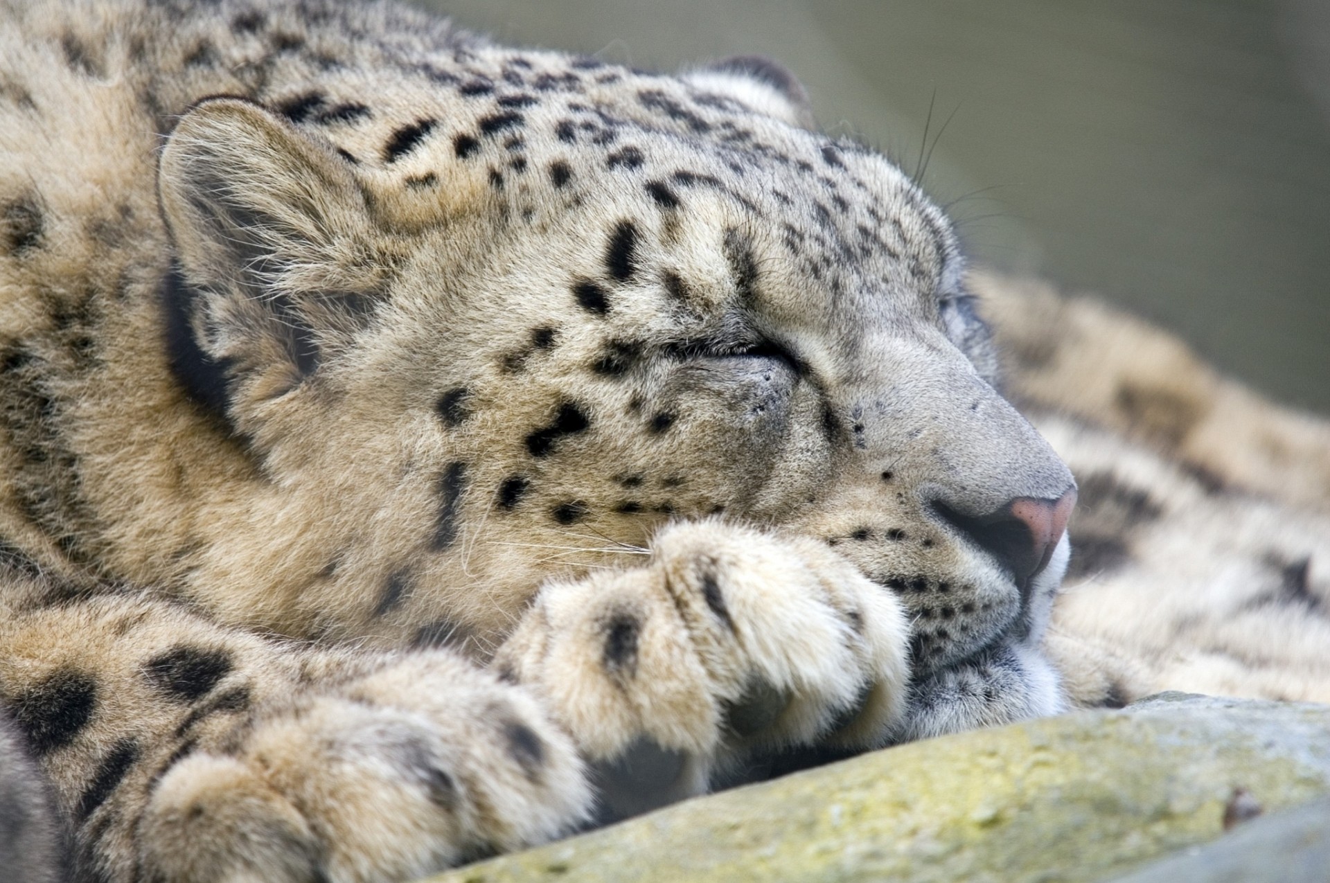 dents dormir bête repos chat sauvage léopard