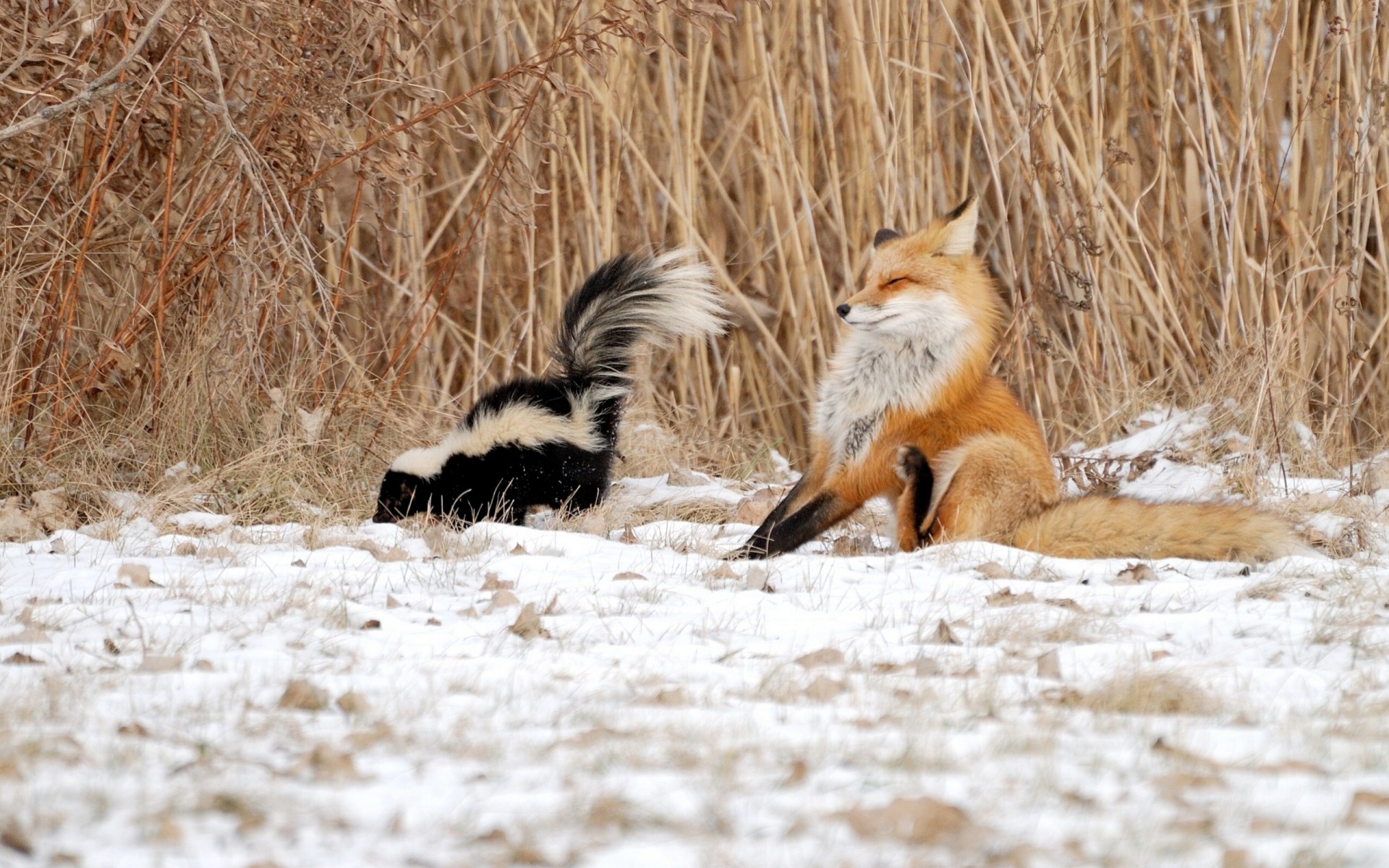 fox skunk situation reed snow winter