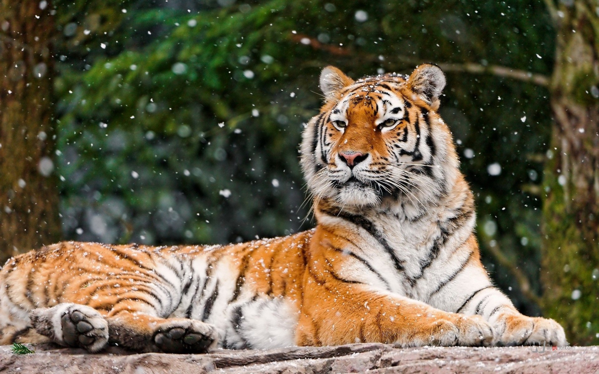 animals snow tiger