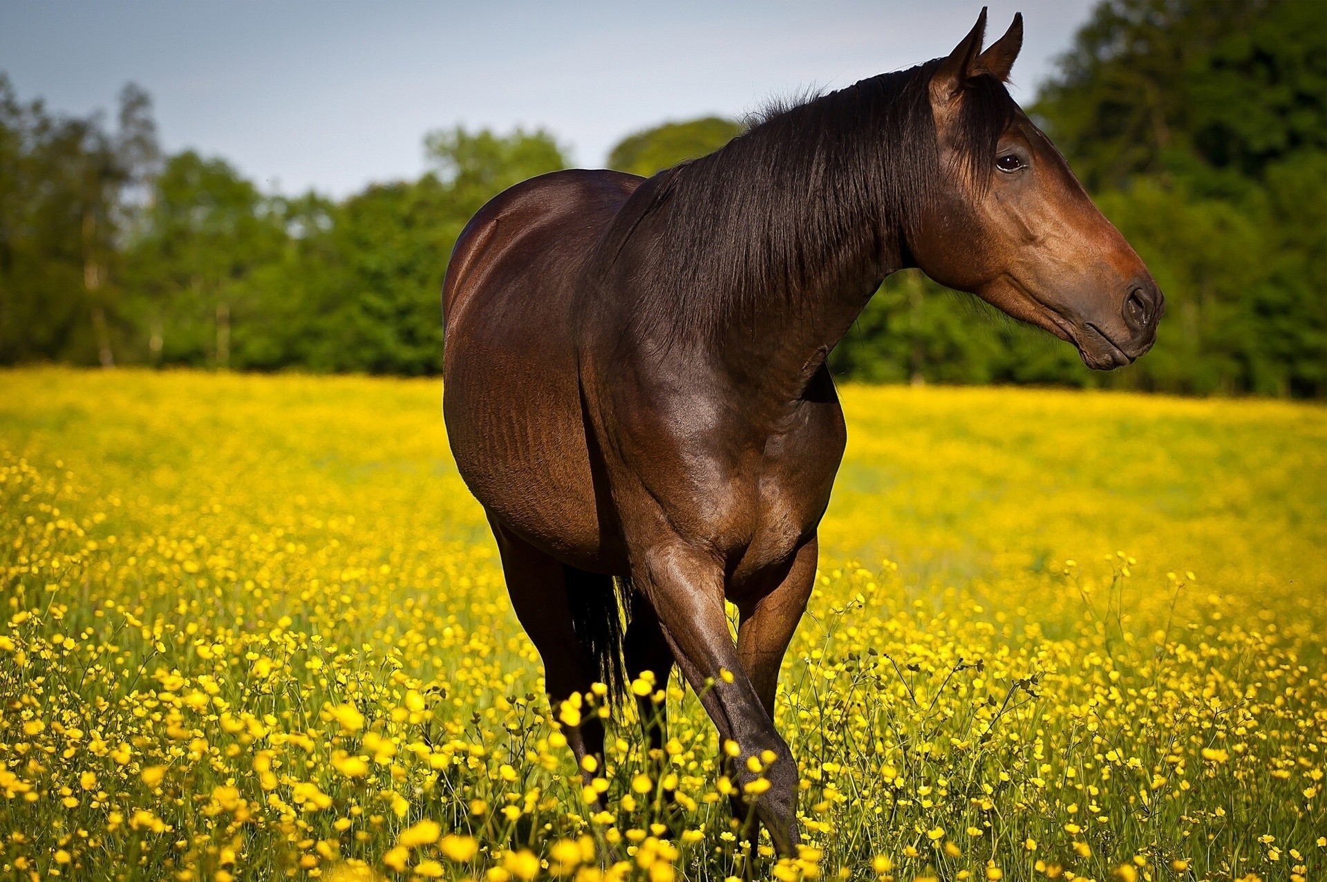 blumen pferd wiese