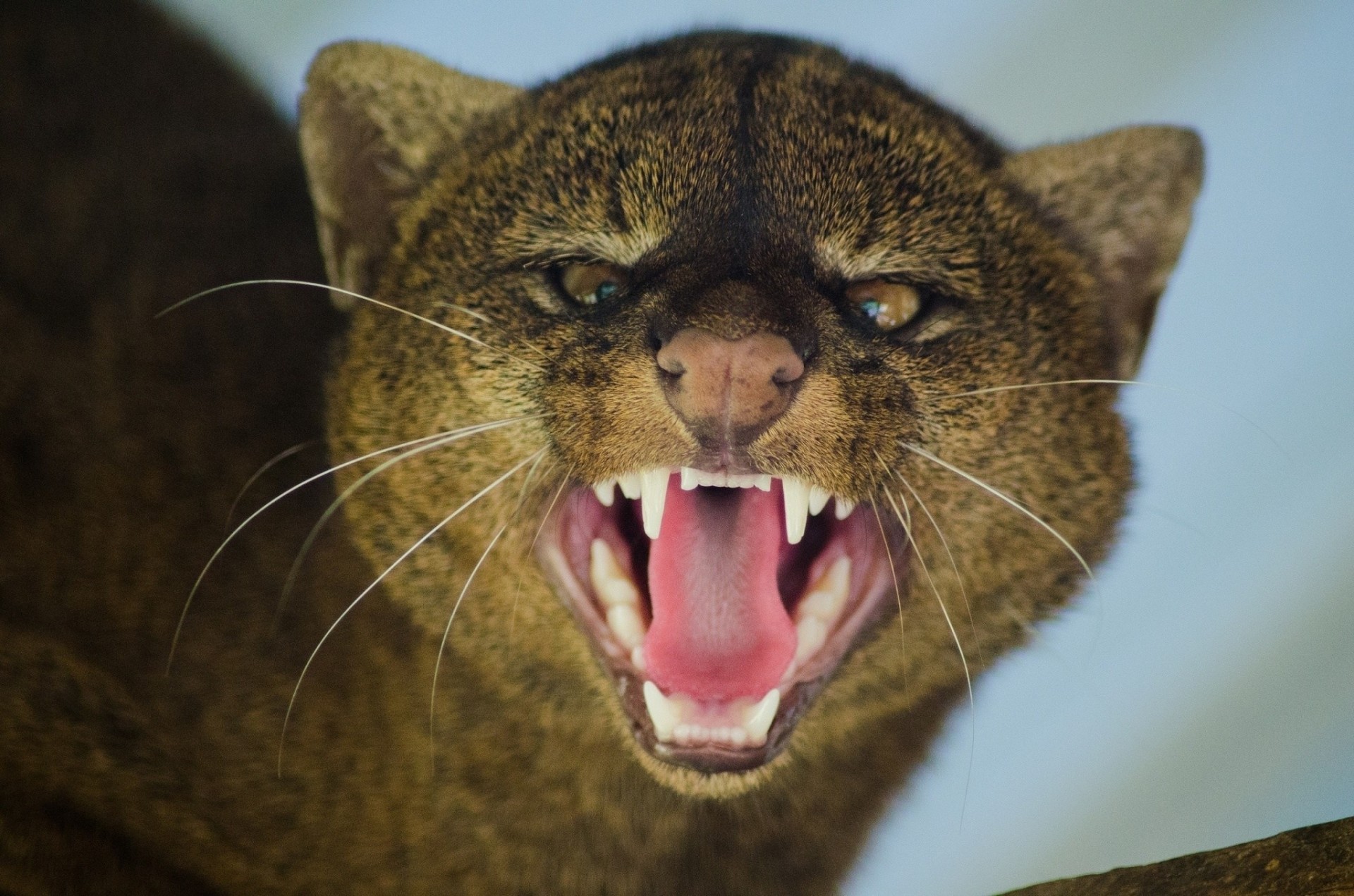 wut wut mund eckzähne wildkatze tiere