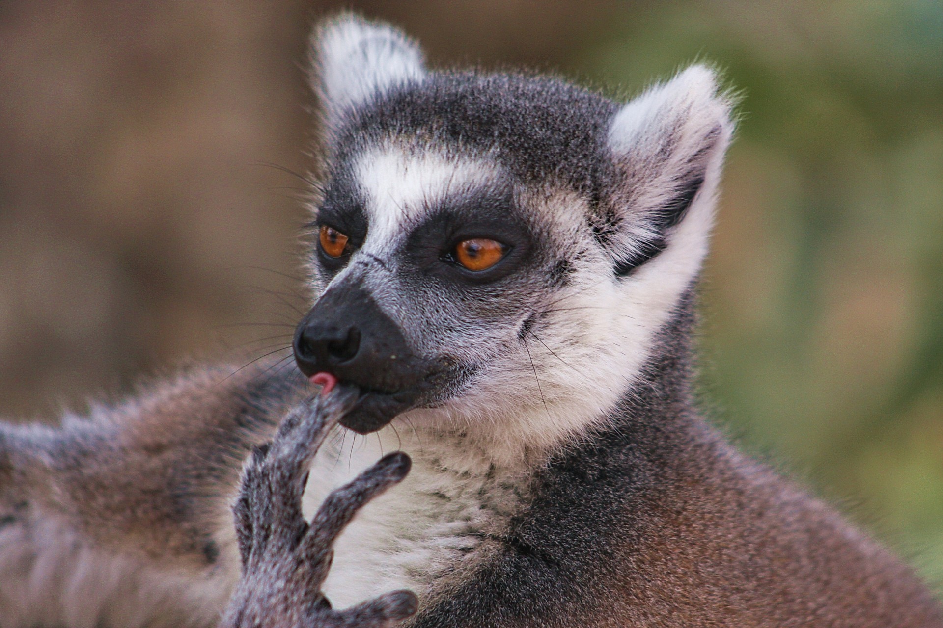 animales lémur especie