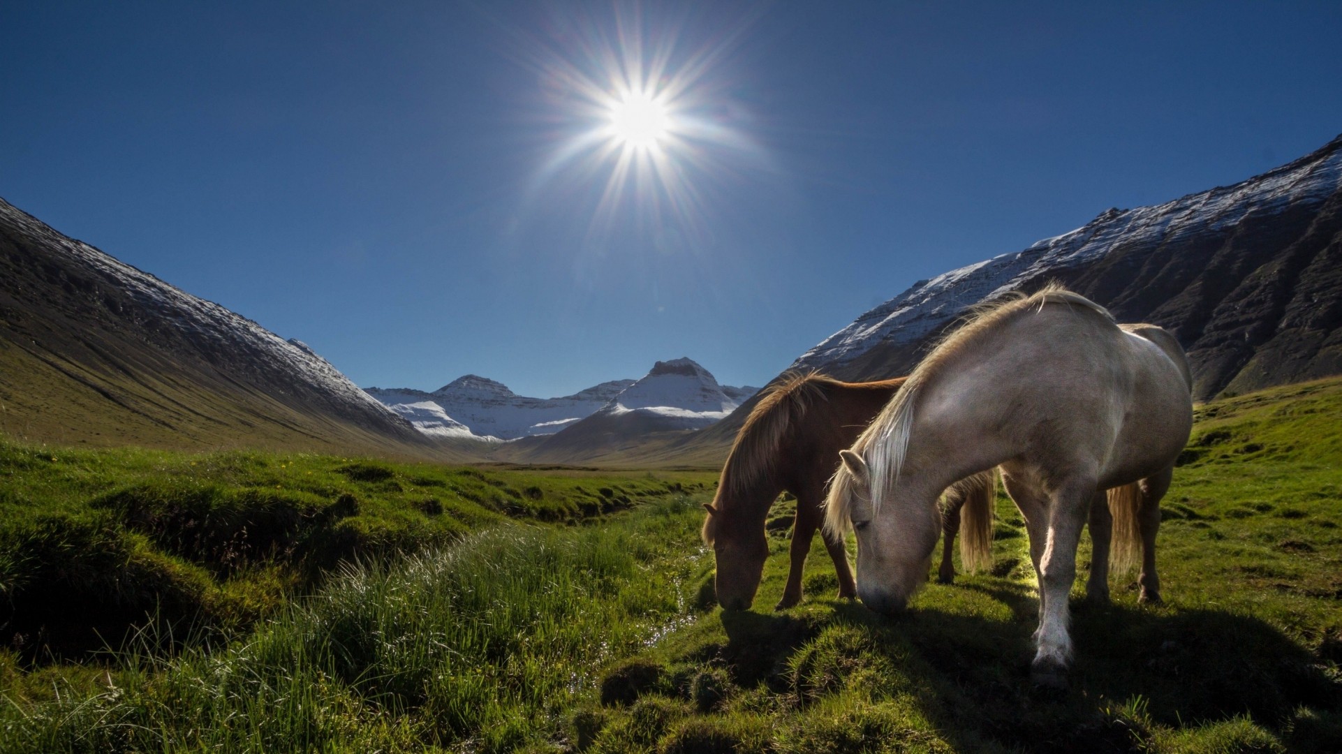 soleil montagnes chevaux islande prairie