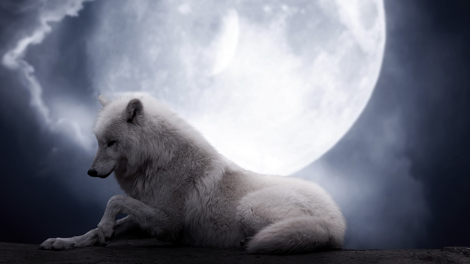 noche lobo belleza luna ficción blanco