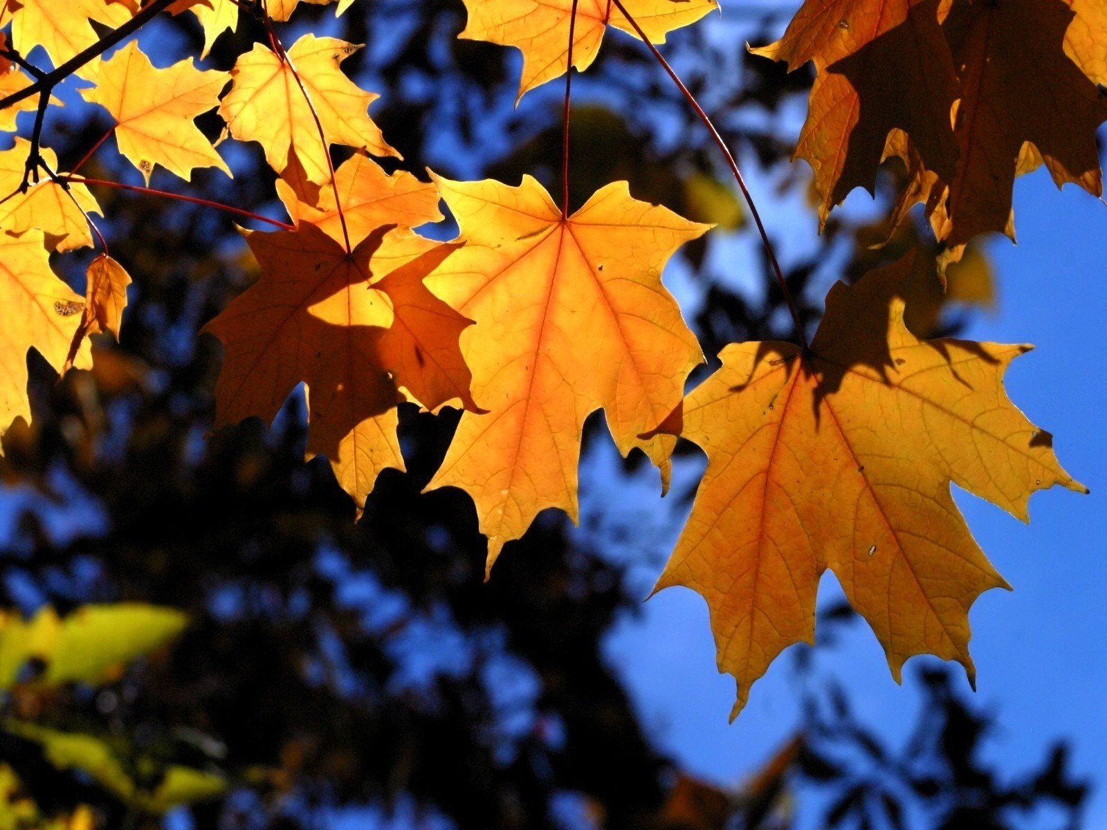 blätter zweige bäume blau gelb herbst