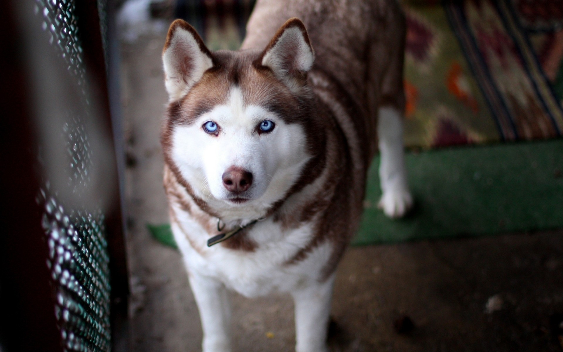 dog teeth husky view