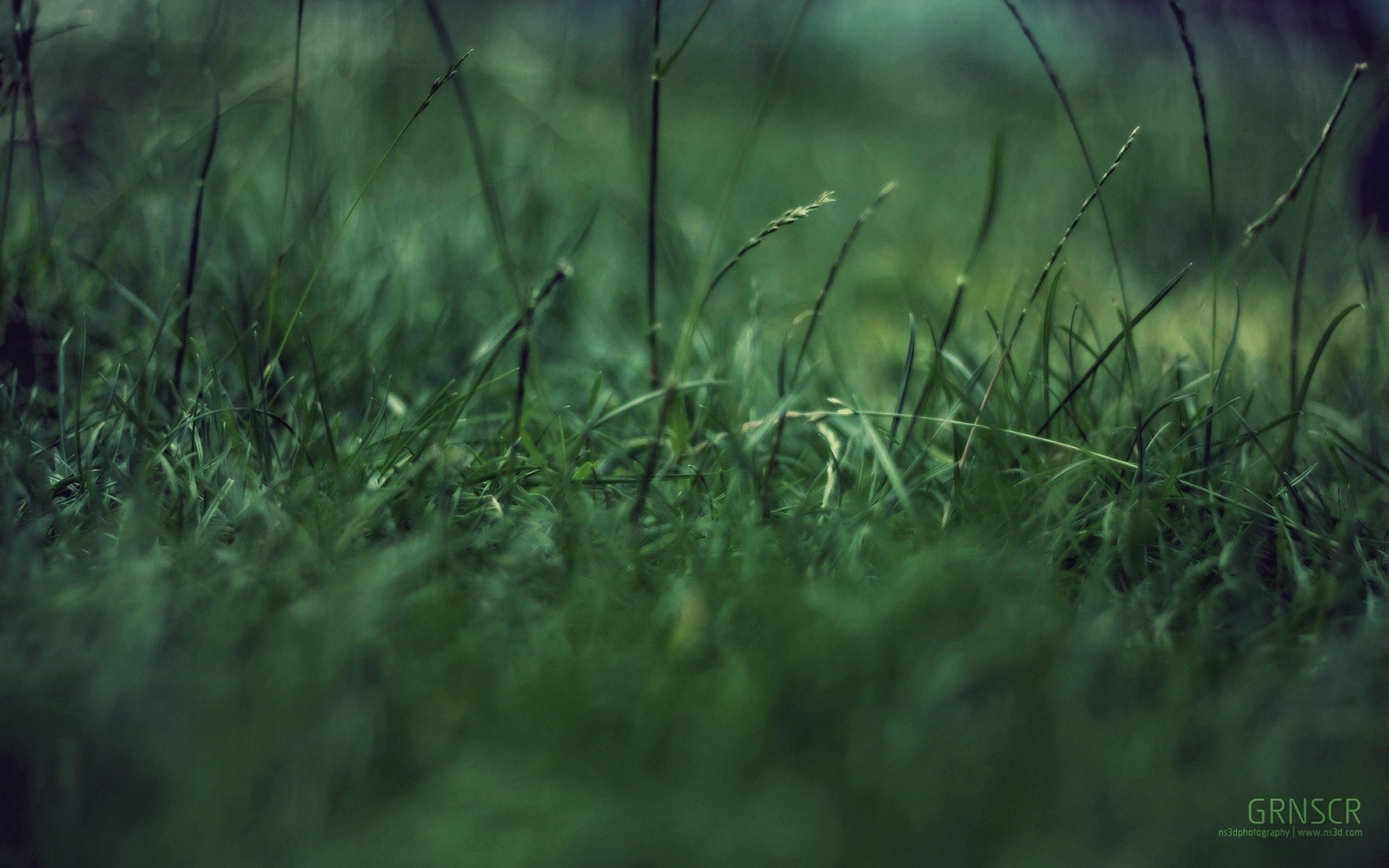 close up grass green garbage concentration