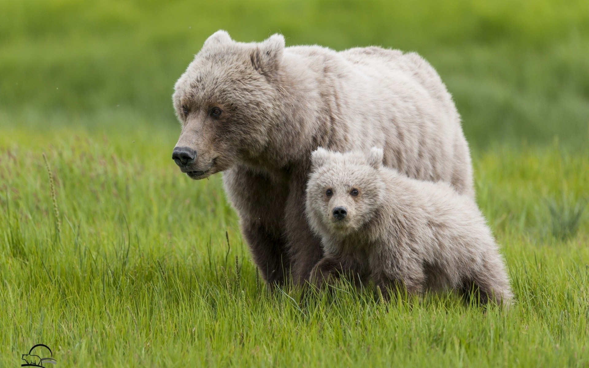 mutterschaft teddybär gras bären bär junge