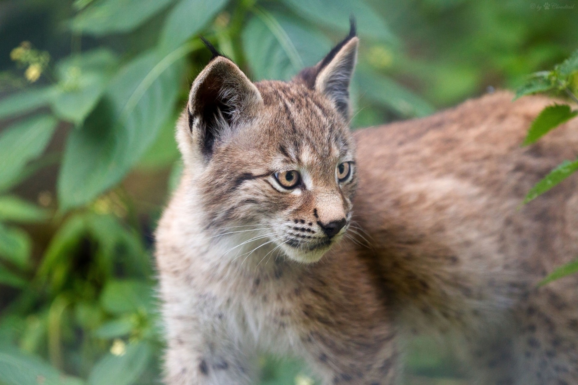 lince gatto selvatico cucciolo denti