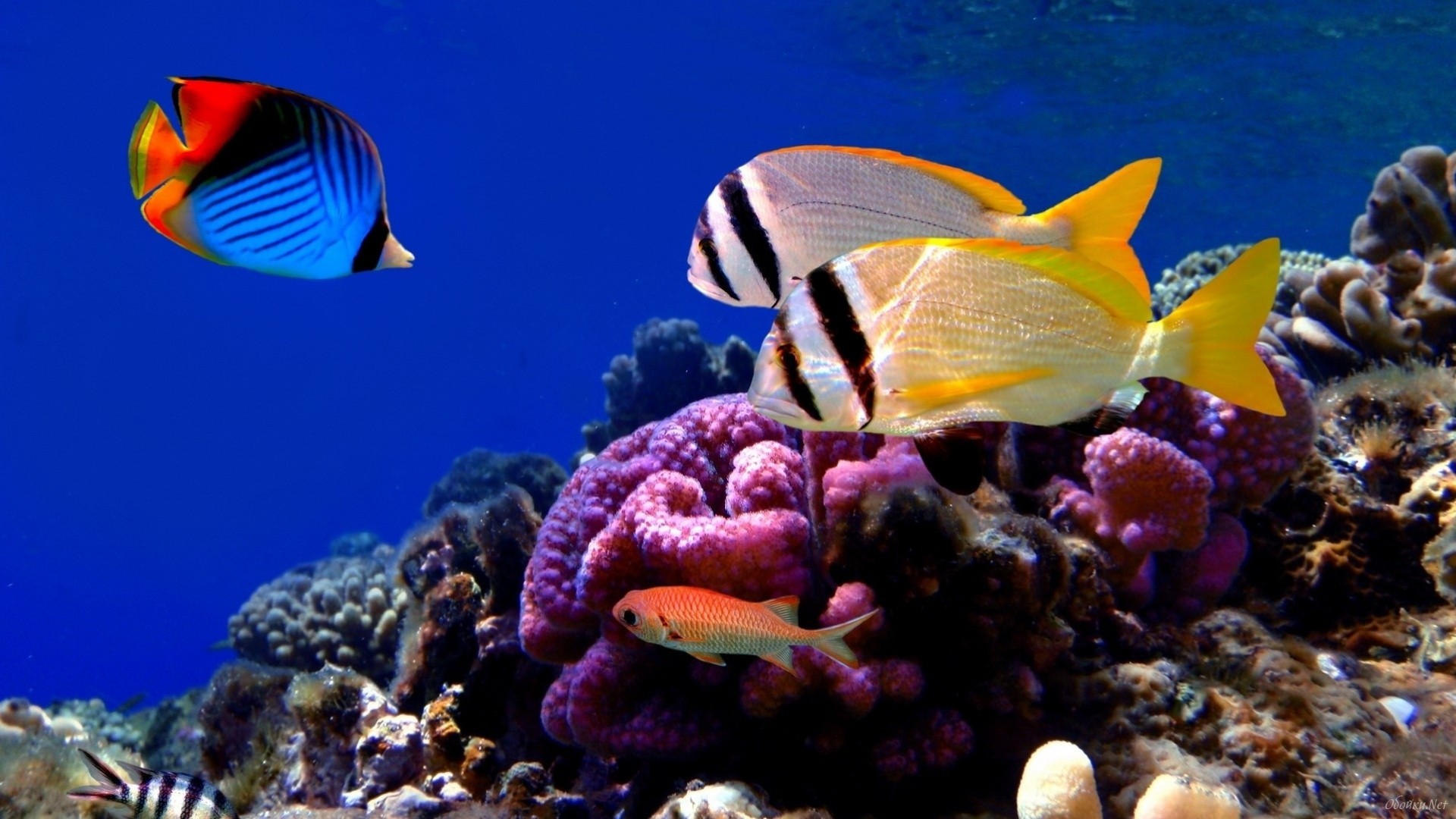 bajo el agua peces corales