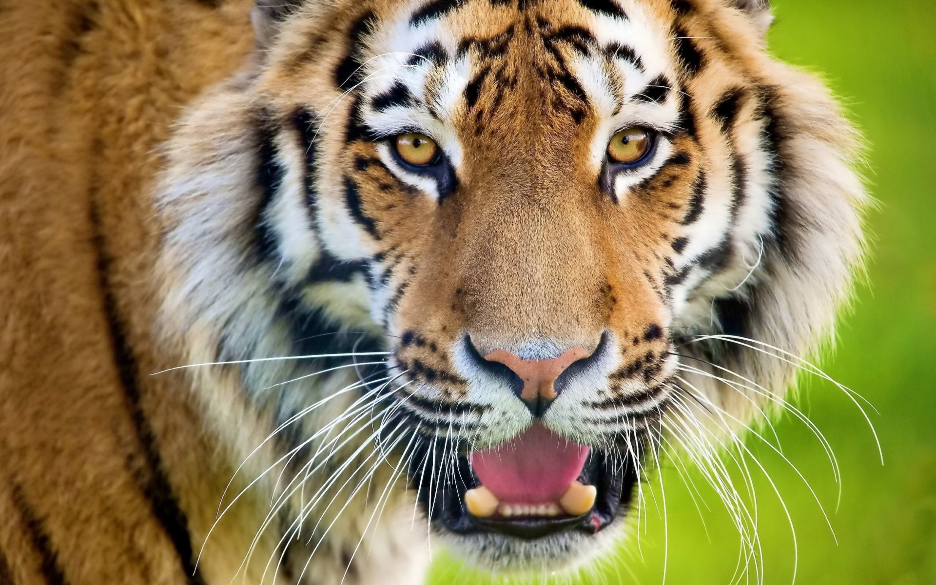 sorpresa dientes depredador boca abierta tigre