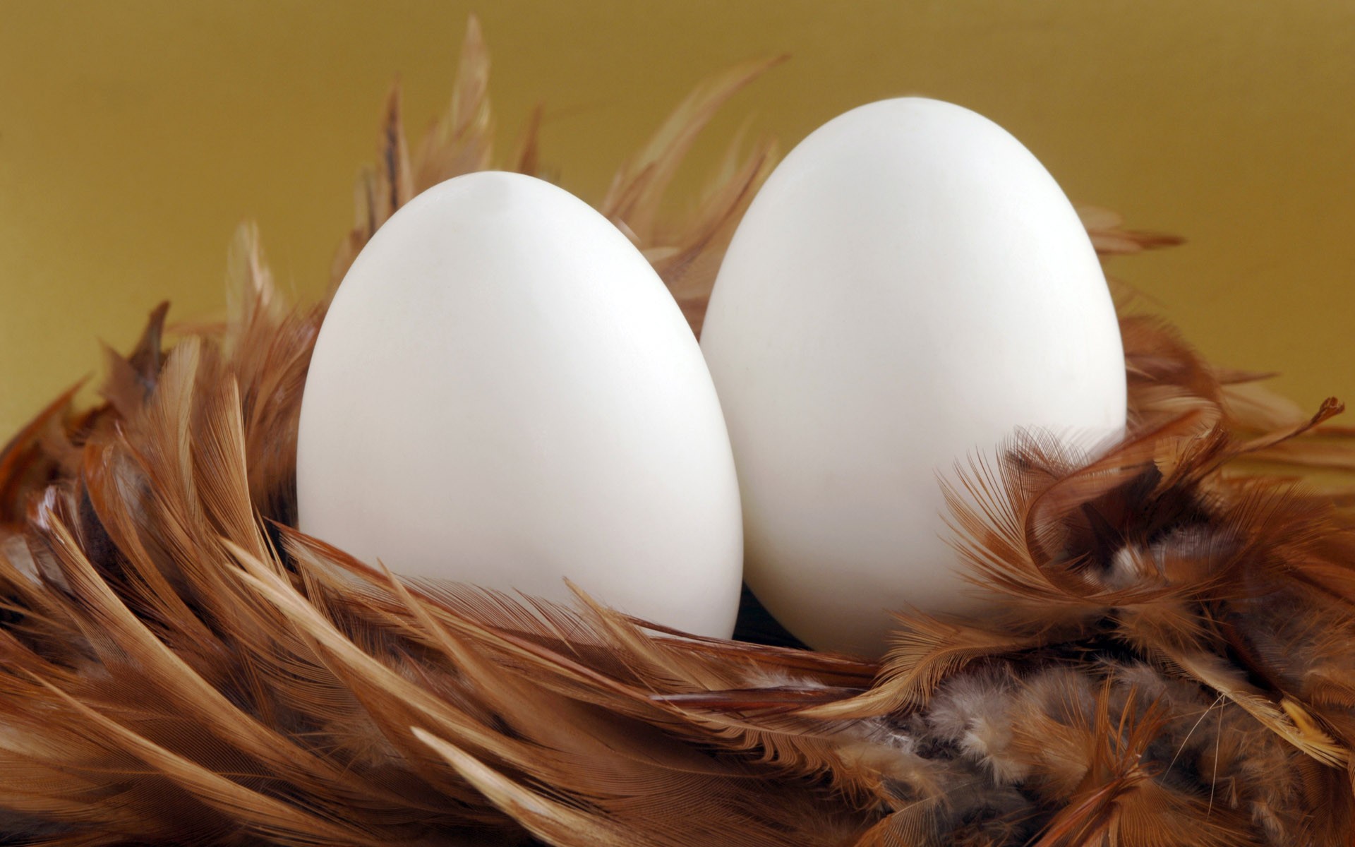 eggs nest feathers easter