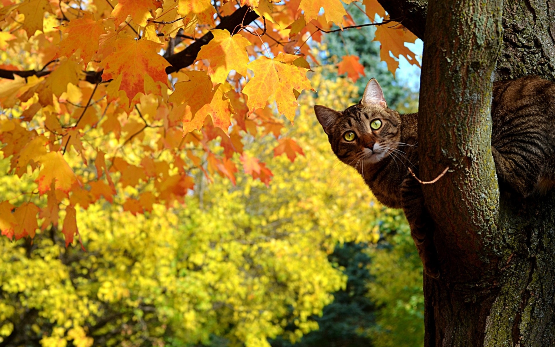 nature tree views cat situation autumn