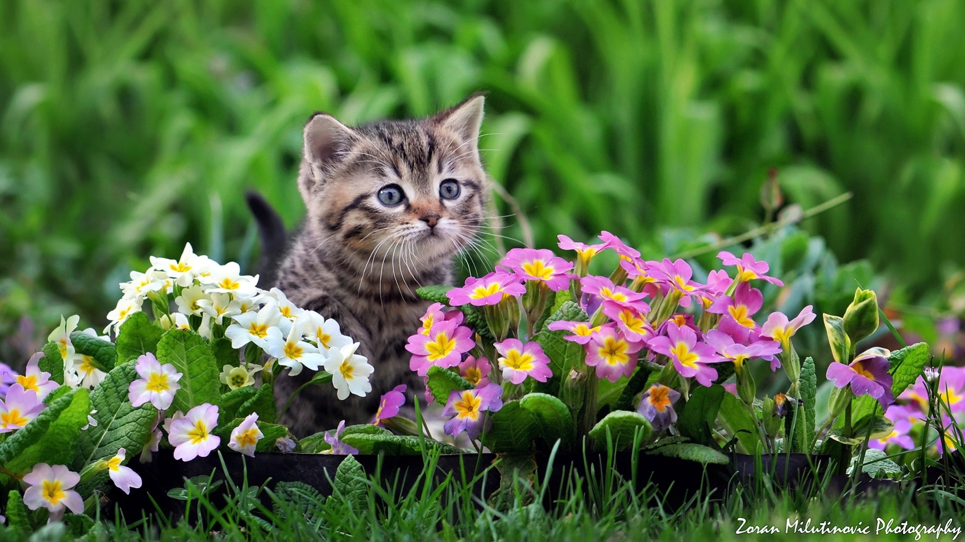 primevère chat enfant fleurs