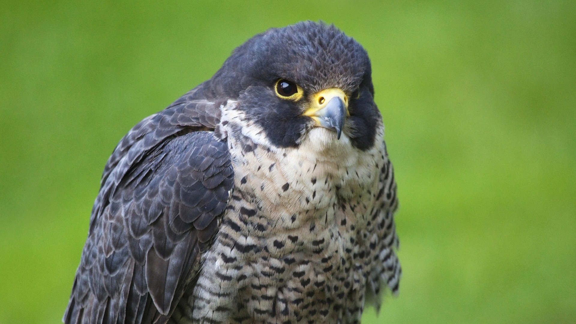 aves halcón depredador