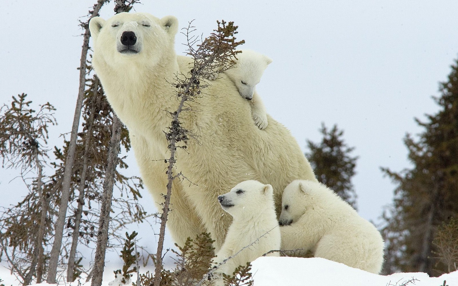 glace hiver nord ours polaire