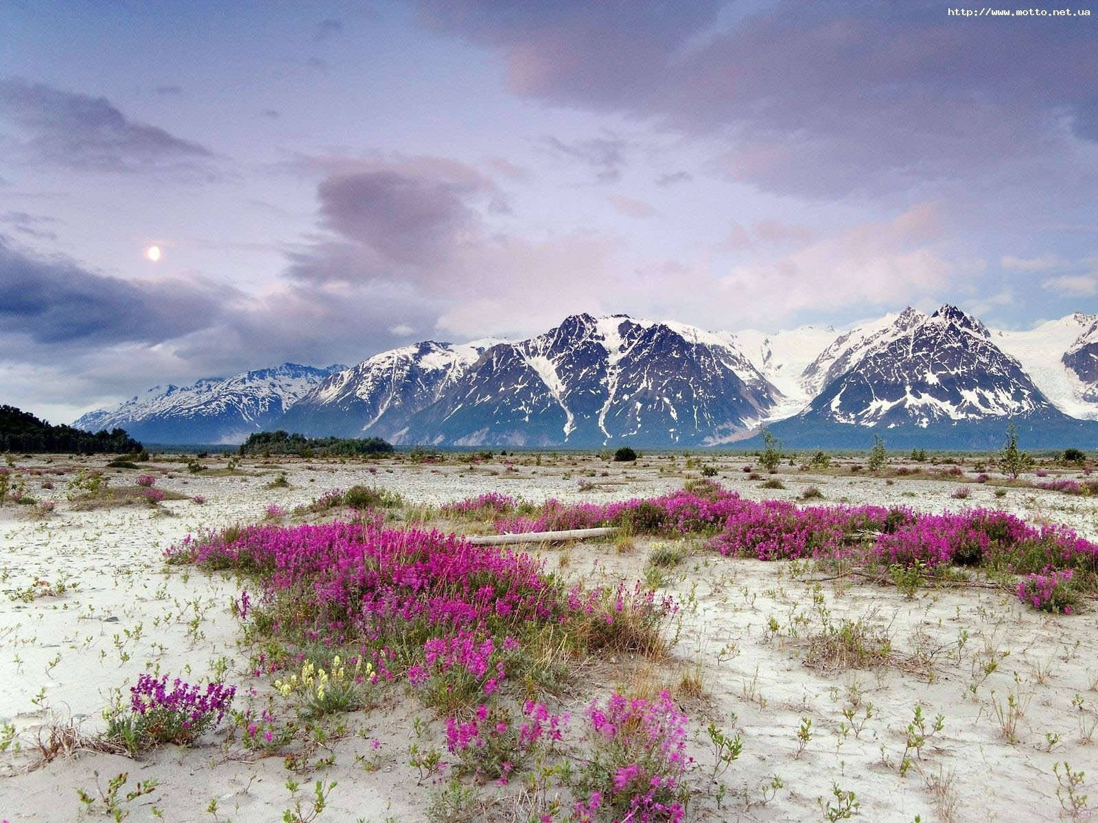 montagne natura fiori