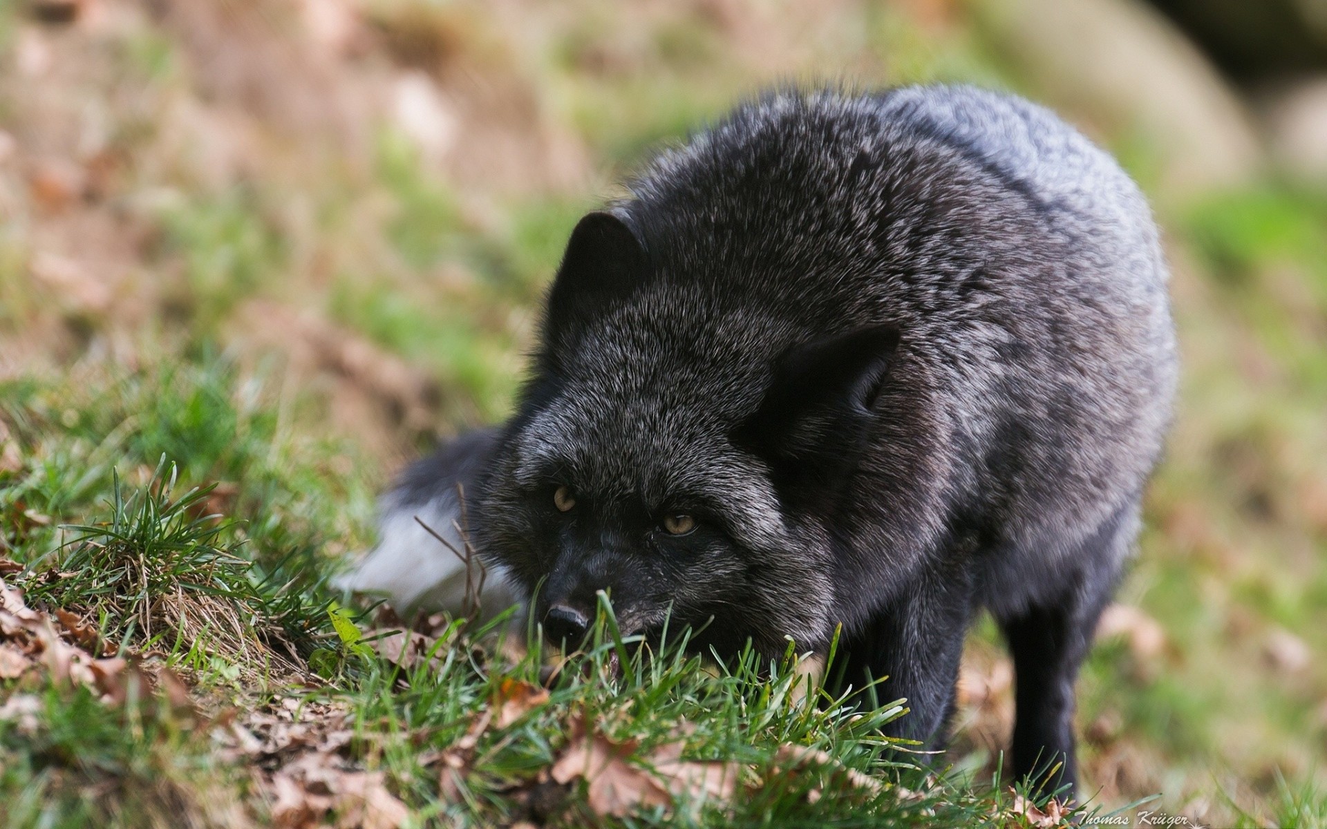 fuchs schwarzbrauner fuchs