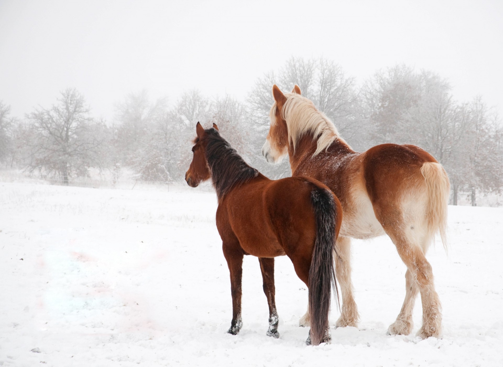 pferde schnee winter paar