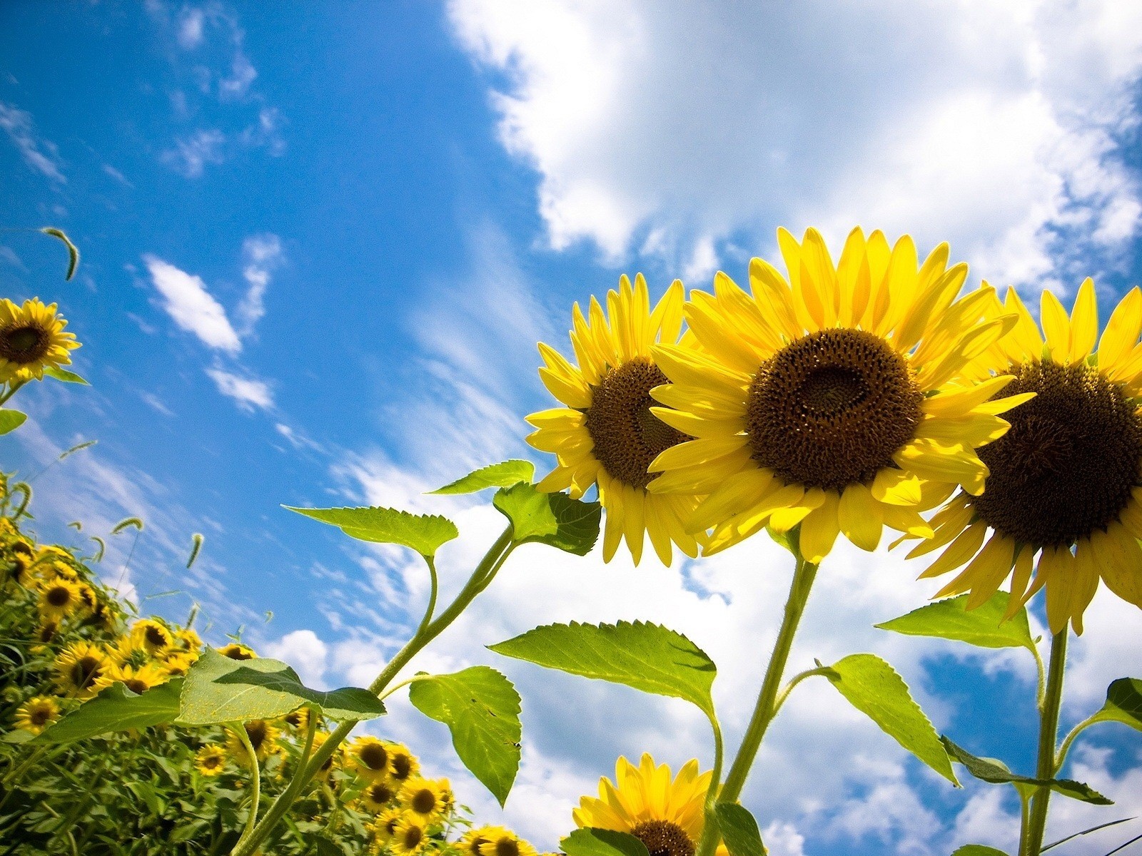 sonnenblumen sonne himmel wolken freude