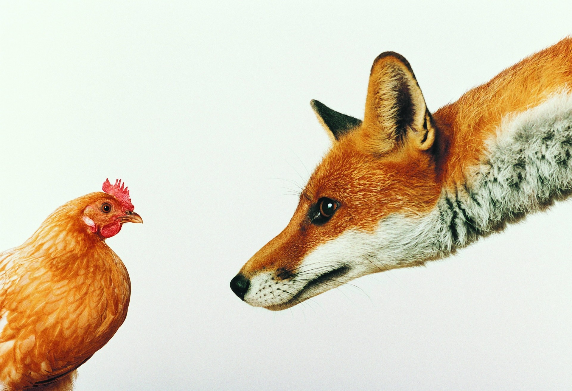 white background fox chicken