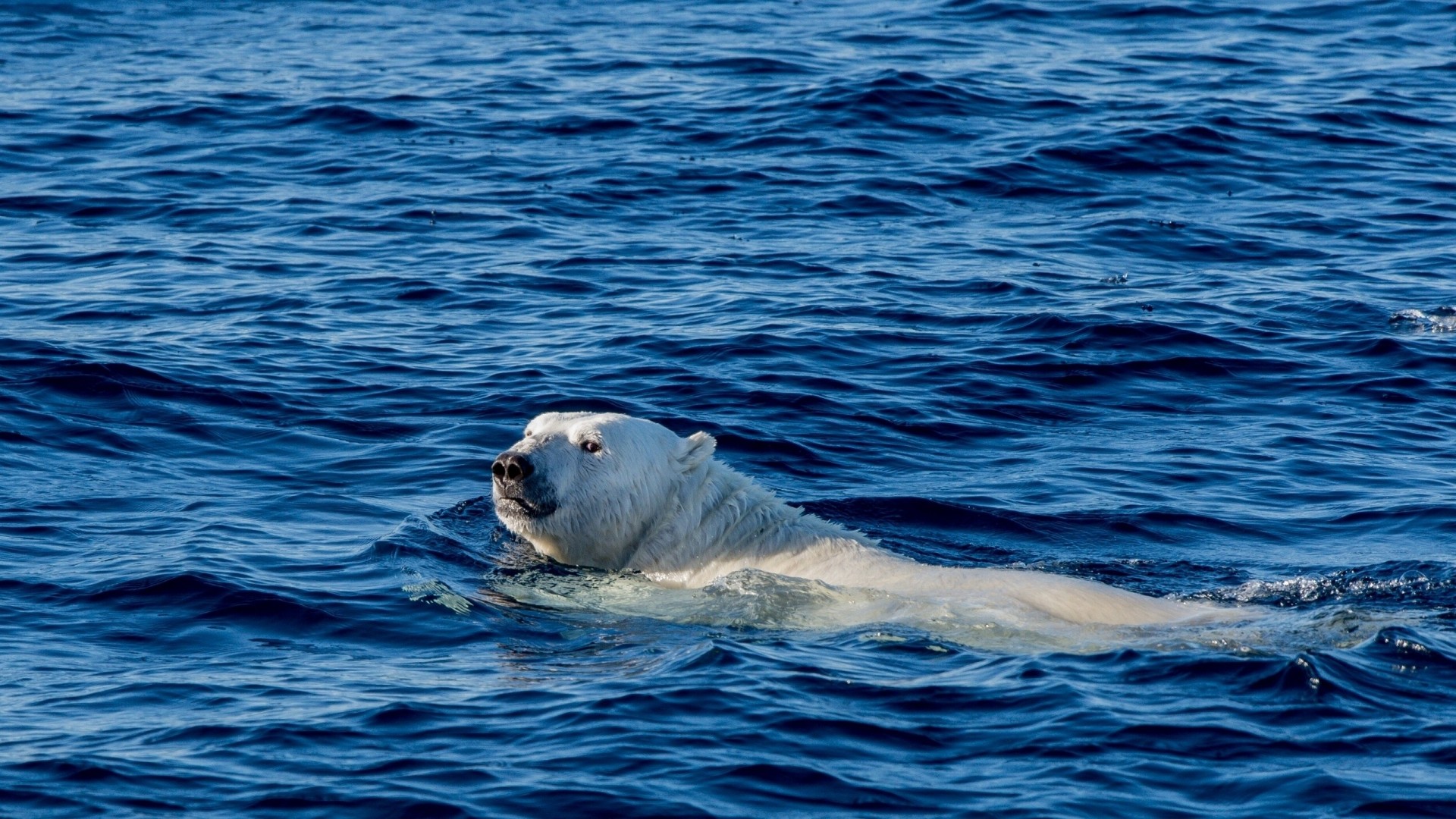 oso océano oso polar groenlandia océano ártico natación