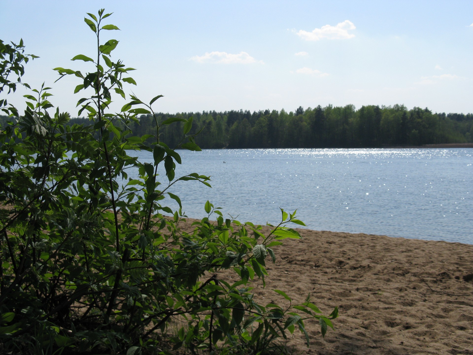 lago arena arbusto