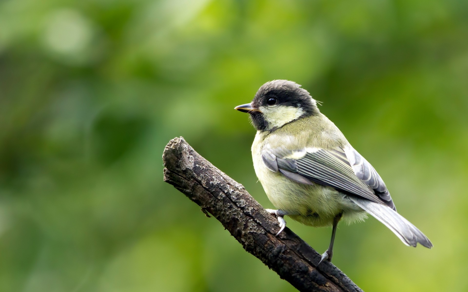 close up branch birds blurred background tit