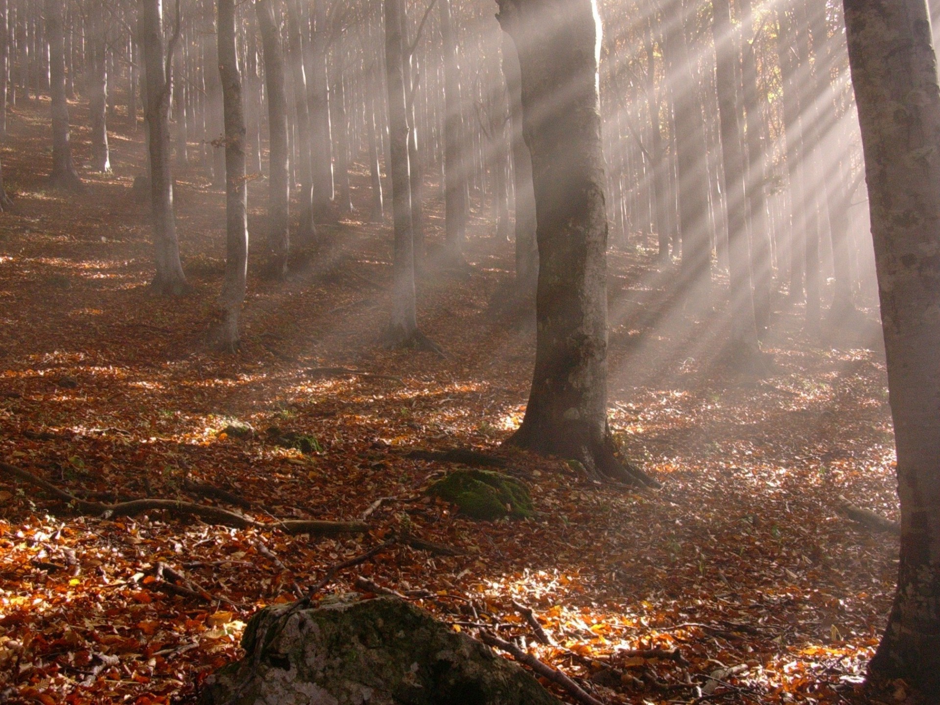 herbst strahlen blätter bäume stämme gelbe gefallene blätter wald zweige