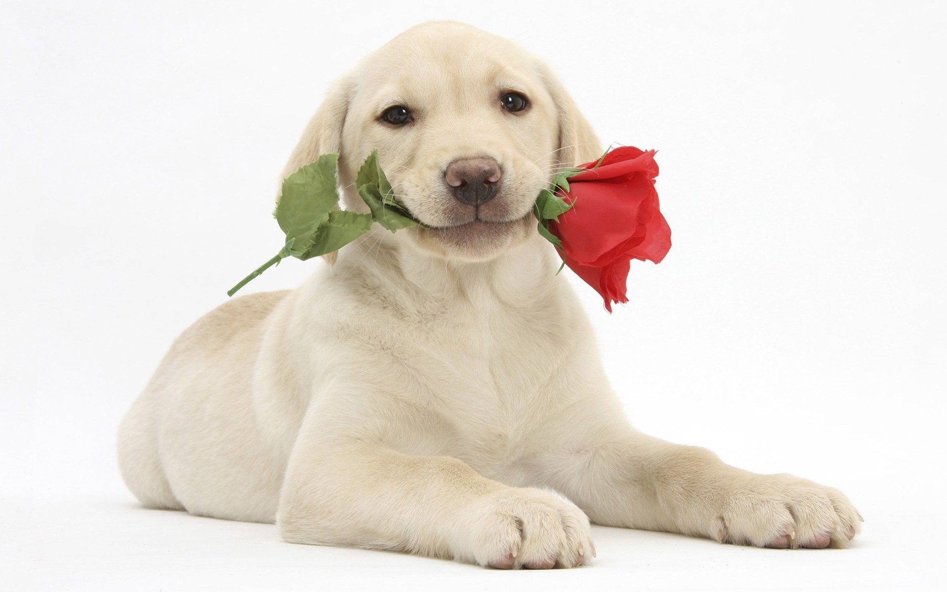 chiots fleurs fond blanc chiens bébés vacances