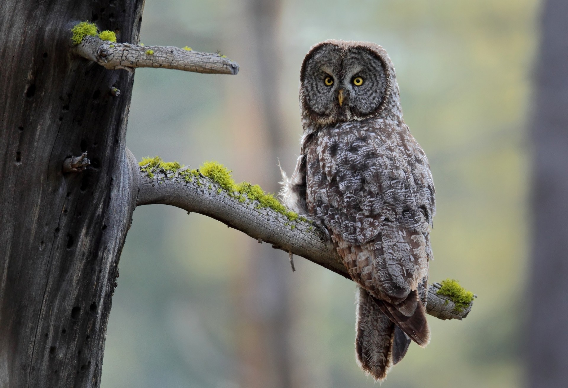 hündinnen moos baum vögel eule bärtige dunkelheit