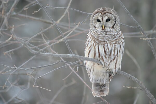 Sadness longing winter will come soon