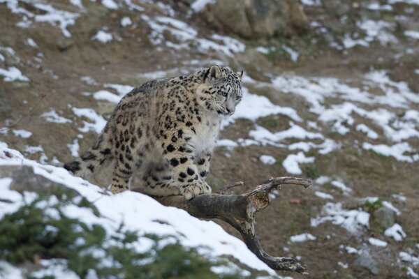 A furry beast. Wild cat - leopard