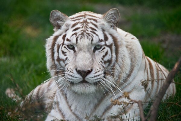 White tiger resting on the grass