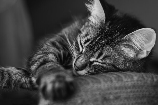 A fluffy tabby sleeps on a pillow