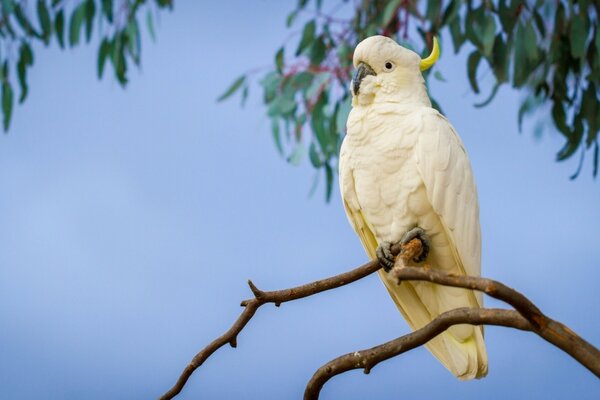 A large cockatoo sits on a branch at sunset