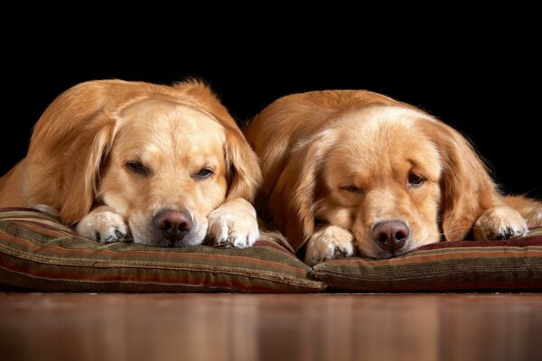 Gemütliche Haustiere. Hunde schlafen ein