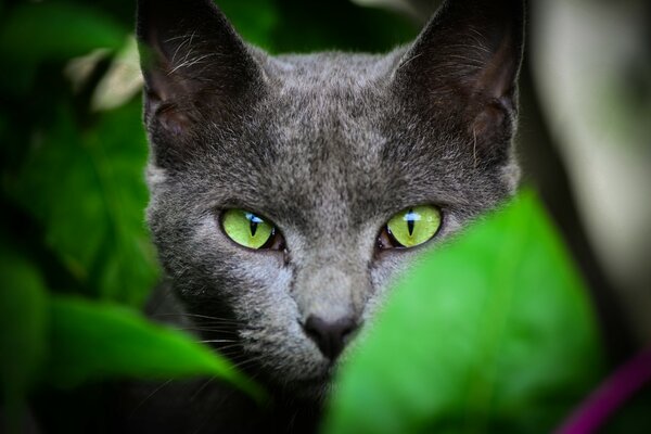 A gray cat with green eyes peeks out of the leaves