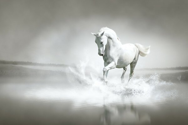 Cavallo bianco che corre lungo la riva del fiume